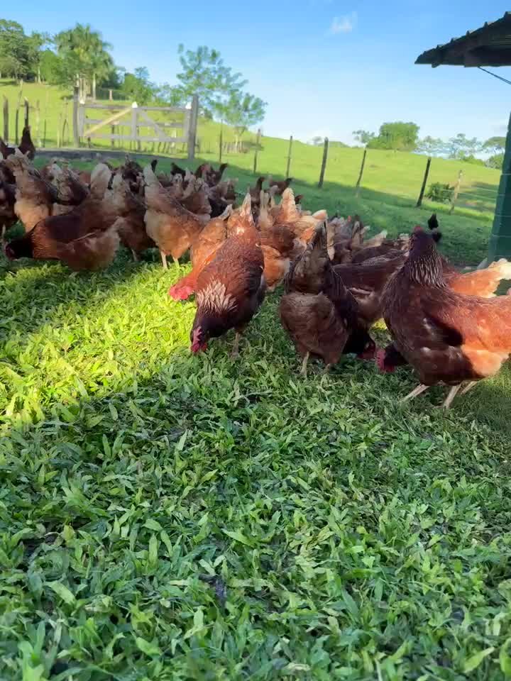 Gallinas en libre pastoreo, foto real de la finca