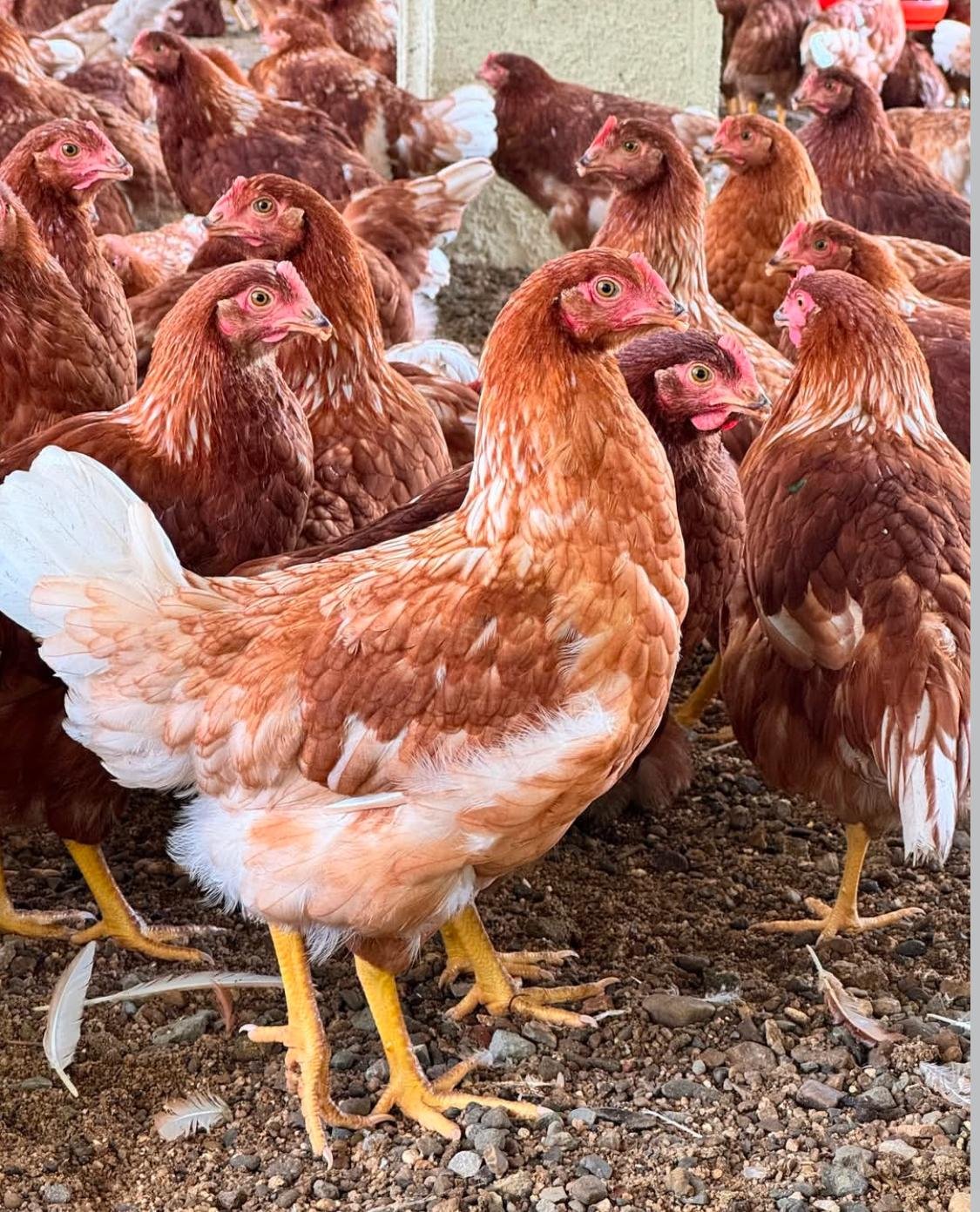 Publicación real de Instagram: gallinas en la finca