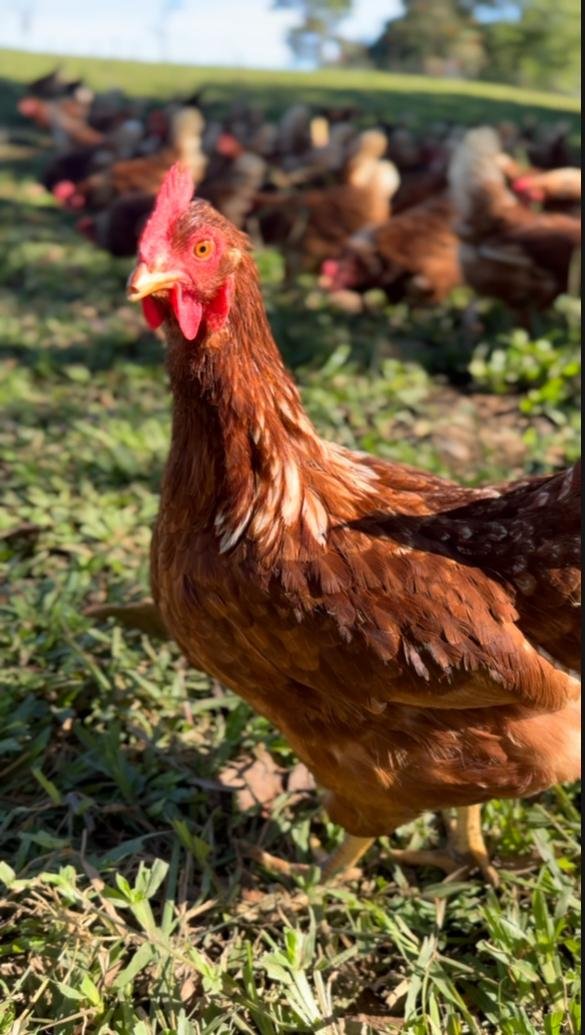 Publicación real de Instagram: gallina en libre pastoreo