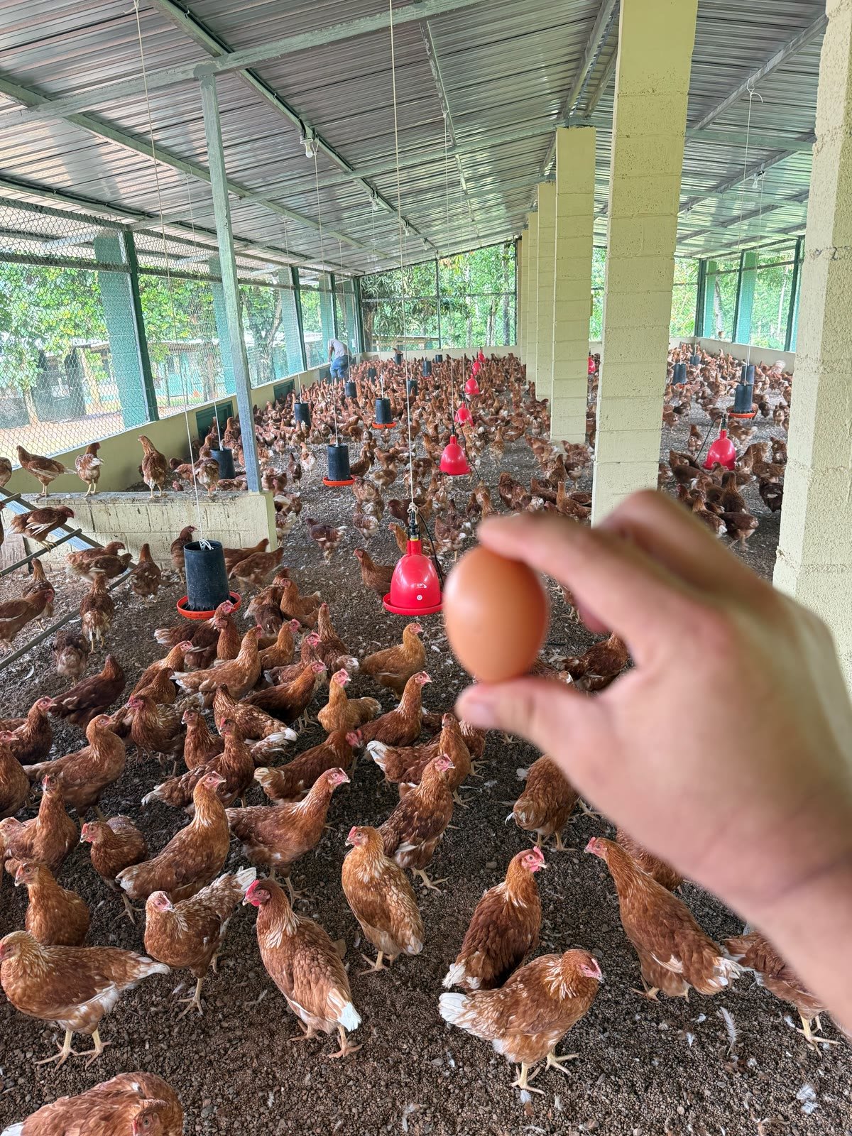 Mano sosteniendo un huevo real frente a cientos de gallinas en el galpón abierto de Estancia La Querencia