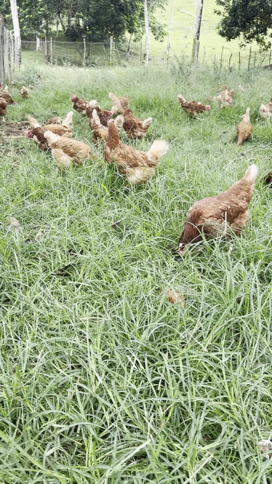 Gallinas reales en pastoreo sobre hierba fresca