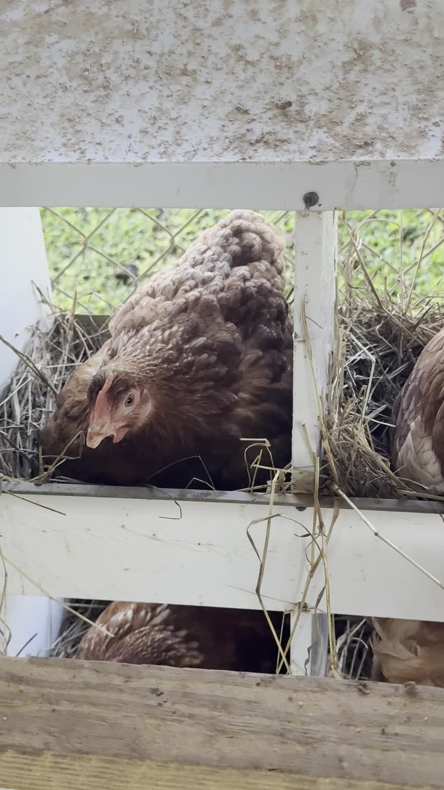 Gallina real en su ponedero, Estancia La Querencia